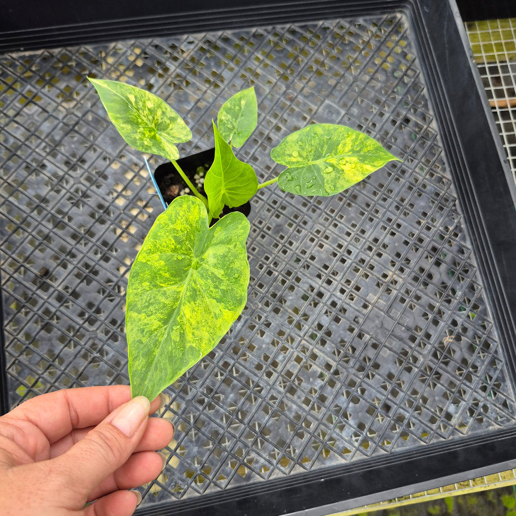 Alocasia Gageana Aurea, Exact Plant Variegated Ships Nationwide