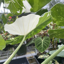 Load image into Gallery viewer, Alocasia Odora, Okinawa Silver Variegated exact plant, Fedex 2day*
