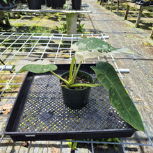 Load image into Gallery viewer, Philodendron Jose Buono, Exact Plant Variegated

