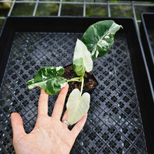 Load image into Gallery viewer, Alocasia Odora, Okinawa Silver, Exact Plant Variegated
