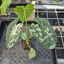 Load image into Gallery viewer, Alocasia Frydek, Exact Plant Variegated Ships Nationwide
