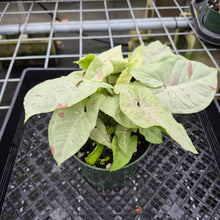 Load image into Gallery viewer, Syngonium Pink Spot Variegated exact plant, Fedex 2day

