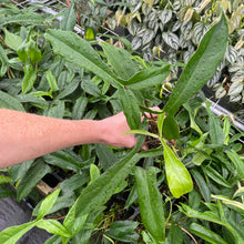 Load image into Gallery viewer, Philodendron 69686 Bette Waterbury 2.5" pot, Fedex 2day*
