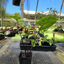 Load image into Gallery viewer, Alocasia Macrorhizza Black Stem, Exact Plant Variegated
