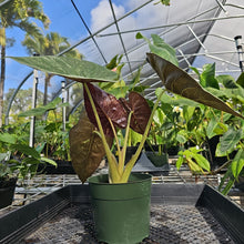 Load image into Gallery viewer, Alocasia Wentii, Exact Plant Variegated Ships Nationwide
