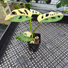 Load image into Gallery viewer, Monstera Adansonii Albo Tricolor Variegated exact plant, Fedex 2day*
