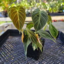 Load image into Gallery viewer, Philodendron Splendid, Exact Plant Ships Nationwide
