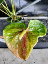 Load image into Gallery viewer, Anthurium Anuenue Obake bicolor, pink/ green, Exact Plant, ship nationalwide
