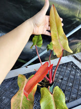 Load image into Gallery viewer, Philodendron Orange Marmalade, Exact Plant Ships Nationwide
