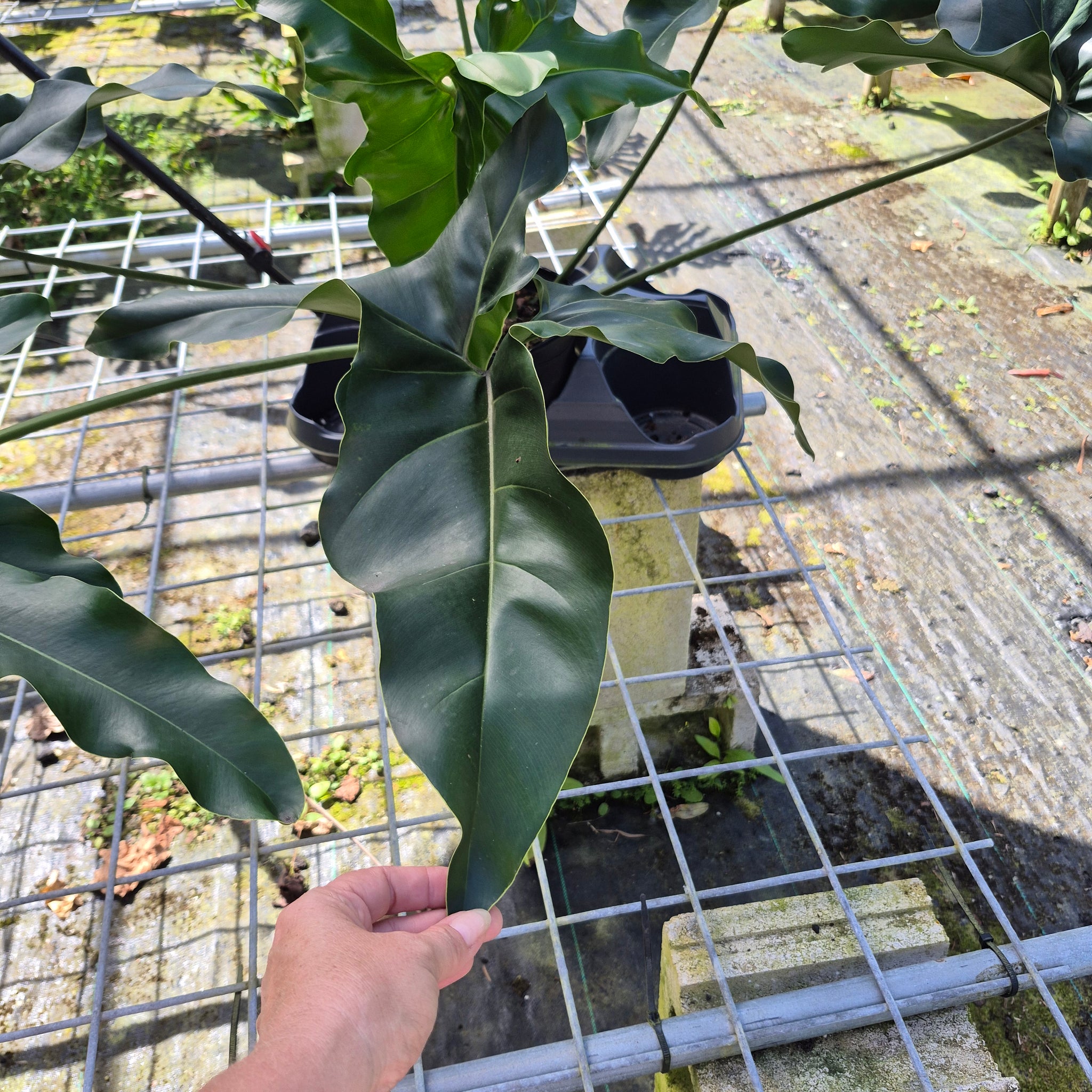 Philodendron Thaumatophyllum Goeldii X Selloum 