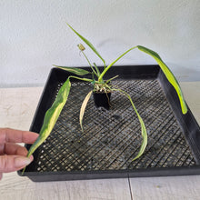 Load image into Gallery viewer, Philodendron Holtonianum Variegated exact plant, Fedex 2day*
