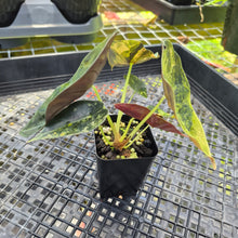 Load image into Gallery viewer, Alocasia Sedenii Aurea Variegated, Exact Plant Ships Nationwide
