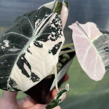 Load image into Gallery viewer, Alocasia Black Velvet Pink variegated exact plant, Fedex 2day*
