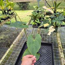 Load image into Gallery viewer, Anthurium Peppermint Splash, Shibori AFF, speckled , Ships Nationwide
