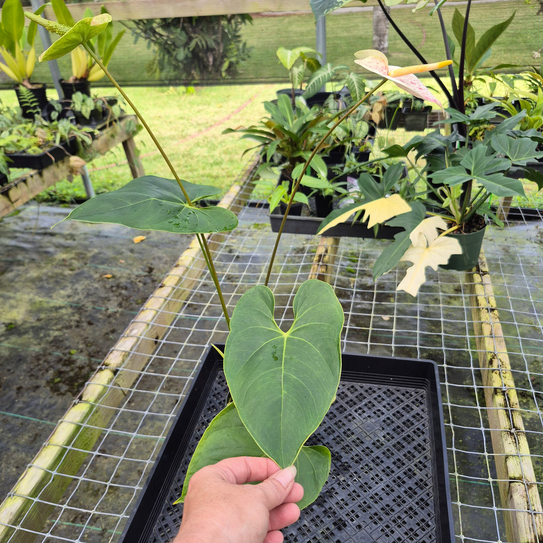 Anthurium Peppermint Splash, Shibori AFF, speckled , Ships Nationwide