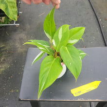 Load image into Gallery viewer, Philodendron White Princess, Exact Plant Variegated Ships Nationwide
