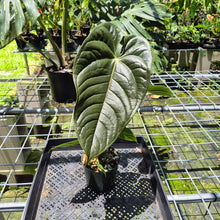 Load image into Gallery viewer, Anthurium Moodeanum x Veitchii, exact plant, Fedex 2day*
