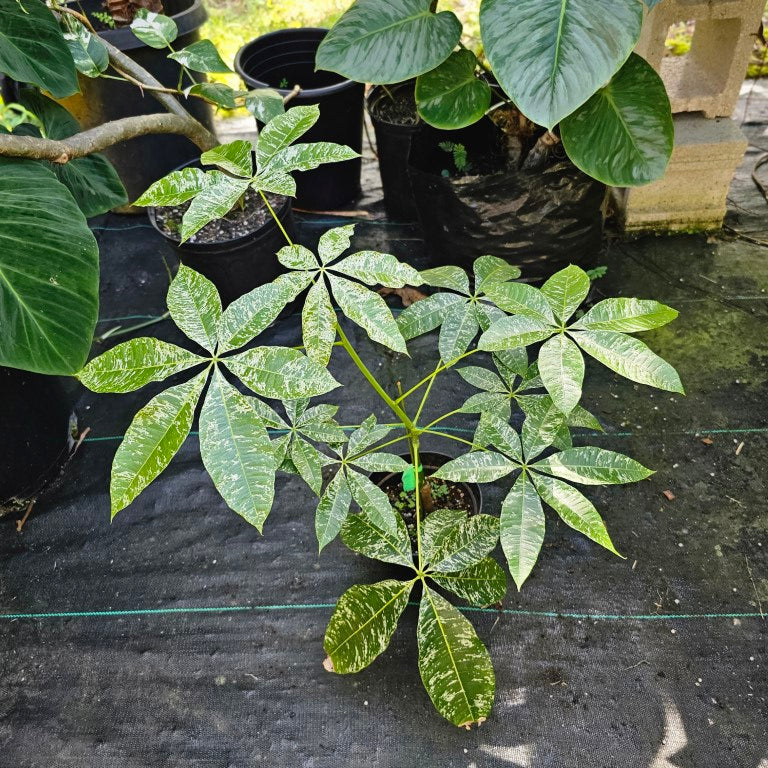 Pachira Aquatica Money Tree, Exact Plant Variegated grafted