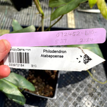 Load image into Gallery viewer, Philodendron Atabapoense, Exact Plant Ships Nationwide
