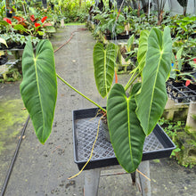 Load image into Gallery viewer, Philodendron Esmeraldense exact plant, Fedex 2day*
