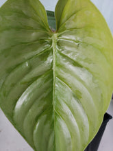 Load image into Gallery viewer, Sodiroi, exact plant, Philodendron, ships nationwide
