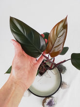 Load image into Gallery viewer, Philodendron Dark Lord, Exact Plant Ships Nationwide
