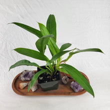 Load image into Gallery viewer, Philodendron Crassinervium, Exact Plant
