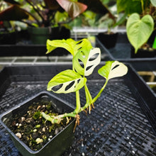 Load image into Gallery viewer, Monstera Adansonii Albo Tricolor, Exact Plant Variegated
