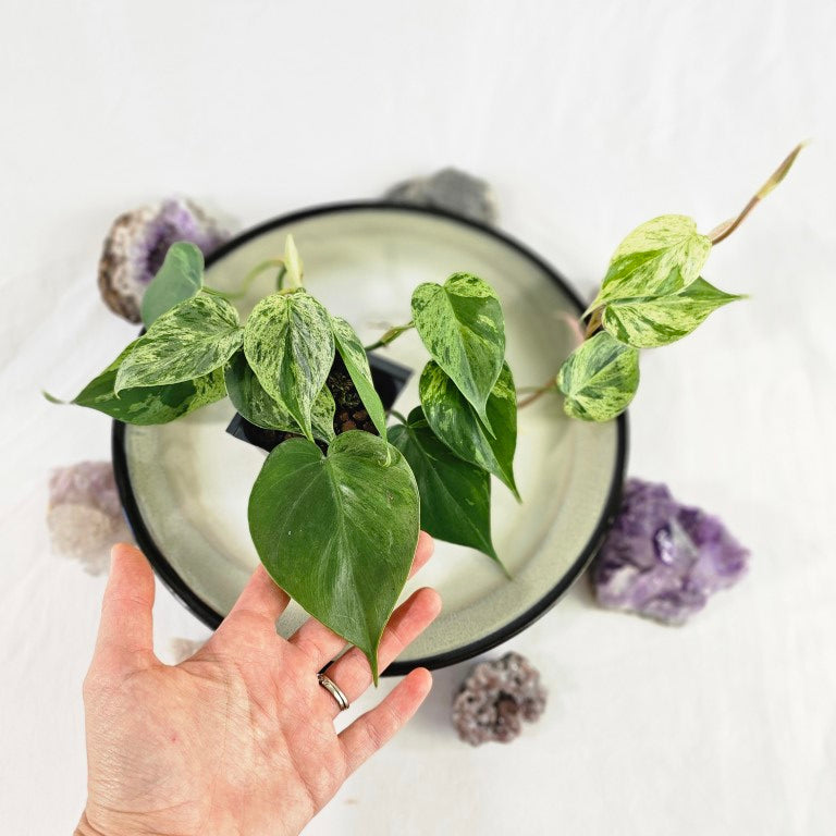 Philodendron Hederaceum, Heart Leaf, Exact Plant Variegated Ships Nationwide
