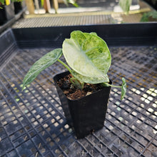 Load image into Gallery viewer, Alocasia Ninja, Exact Plant Variegated Ships Nationwide
