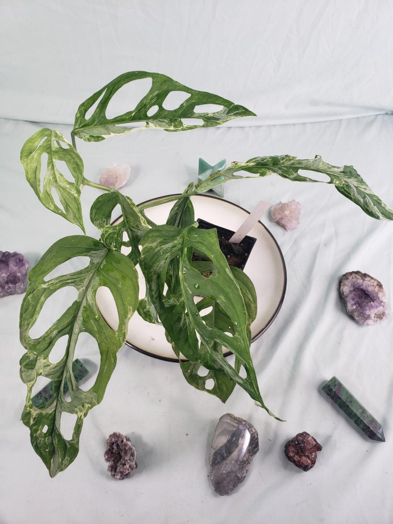 Mint Indonesia, exact plant, variegated Monstera Adansonii, ships nationwide