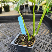 Load image into Gallery viewer, Monstera Lechleriana , Exact Plant Variegated Ships Nationwide
