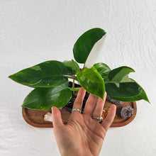 Load image into Gallery viewer, Philodendron White Princess, Exact Plant Variegated
