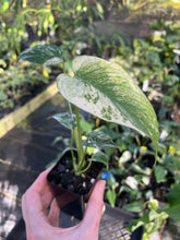 Load image into Gallery viewer, Monstera Deliciosa White Monster Variegated 2.5" Pot, Fedex 2 day*
