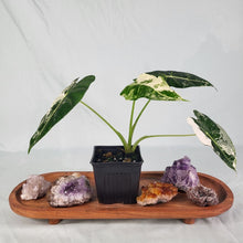Load image into Gallery viewer, Alocasia Frydek Variegated 4&quot; pot, Fedex 2 day*
