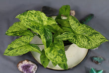 Load image into Gallery viewer, Variegated Syngonium Podophyllum Mojito Triple plant pot Exact Plant
