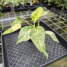 Load image into Gallery viewer, Philodendron Giganteum Blizzard Variegated exact plant, Fedex 2day*
