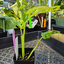Load image into Gallery viewer, Monstera Adansonii Aurea, Exact Plant Variegated Ships Nationwide
