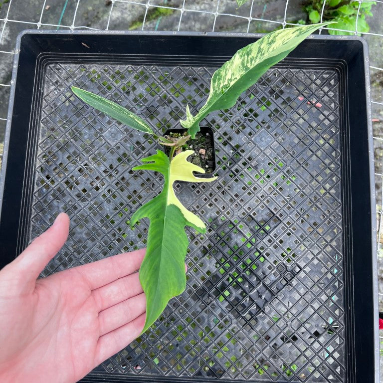 Philodendron Florida Beauty X Tortum, Exact Plant Variegated
