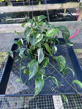 Load image into Gallery viewer, Epipremnum Pinnatum Albo, Exact Plant Variegated Ships Nationwide
