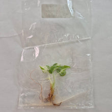 Load image into Gallery viewer, Alocasia Cucullata Albo variegated tissue culture 2DayAir
