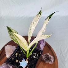 Load image into Gallery viewer, Spathiphylum jessica, Exact Plant Variegated
