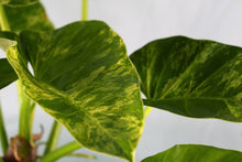Load image into Gallery viewer, Variegated Philodendron Giganteum Blizzard Exact Plant
