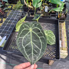 Load image into Gallery viewer, Anthurium &quot;Michelle x Zara&quot; x Noid Hybrid, Exact Plant Ships Nationwide
