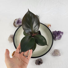 Load image into Gallery viewer, Philodendron Red Heart 2.5&quot; starter pot, ships nationwide

