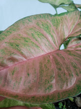 Load image into Gallery viewer, Regina Red, Exact Plant, double plant, variegated Syngonium
