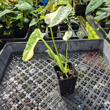 Load image into Gallery viewer, Monstera Creme Brulee , Exact Plant Variegated Ships Nationwide
