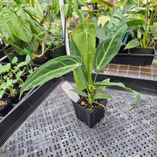 Load image into Gallery viewer, Anthurium Warocqueanum, Queen, Exact Plant Ships Nationwide

