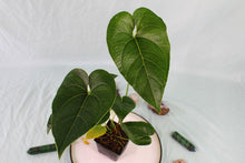 Load image into Gallery viewer, Anthurium Decipiens Exact Plant Ships Nationwide
