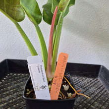 Load image into Gallery viewer, Philodendron Giant Orlando exact plant, Fedex 2day*
